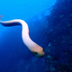 A pale sea snake swims toward the camera in deep blue waters around a coral reef.